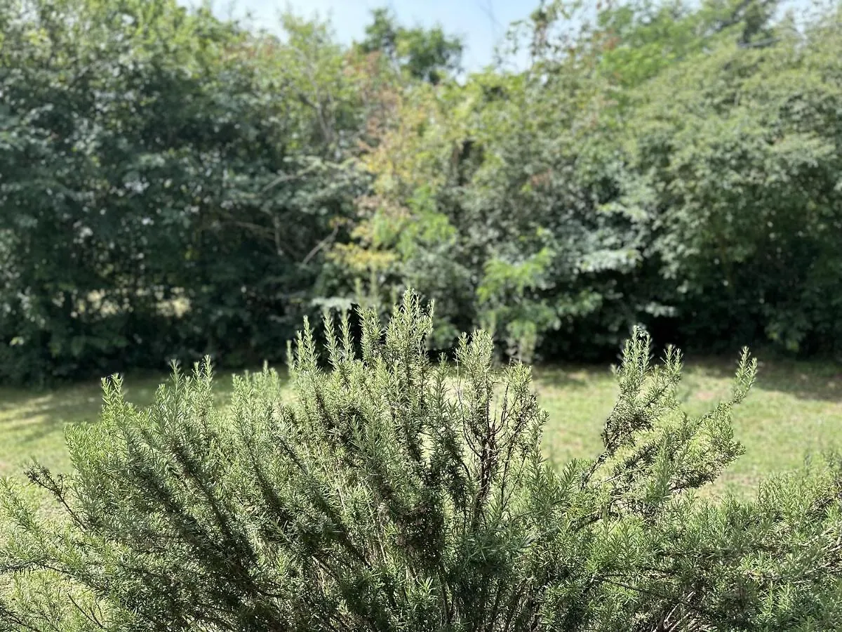 Summer Green Apartment Nedeščina Κροατία